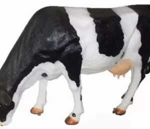 Koe levensgroot grazend